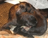 D nest geboren